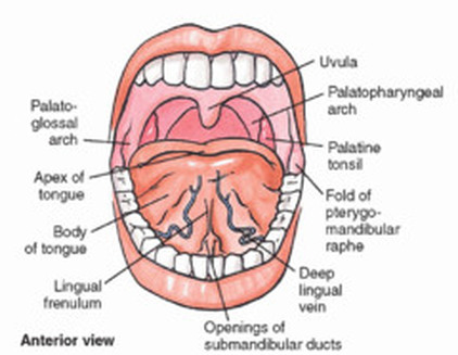Apex of the tongue Picture