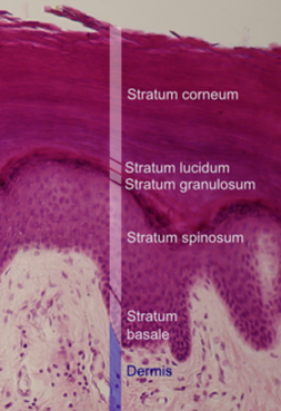 Stratum Basale Picture