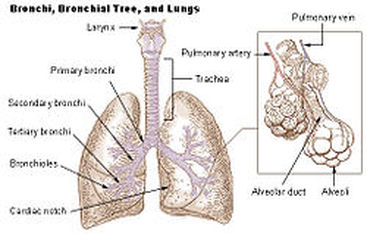 Cardiac notch of the left lung Image