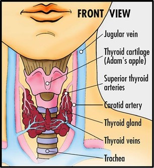 Thyroid cartilage Picture