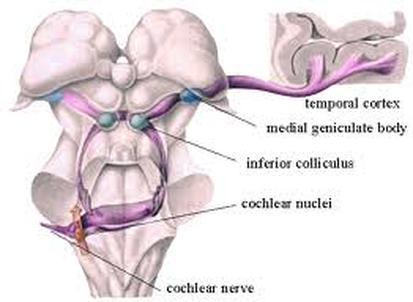 Cochlear nerve Image