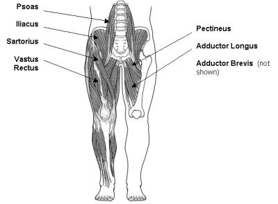 Adductor longus Picture