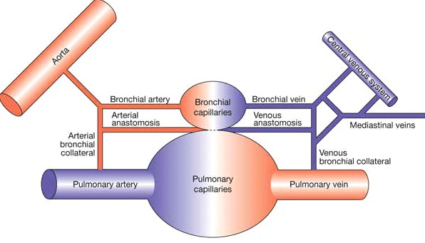 Bronchial vein Picture