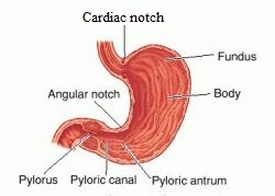 Cardiac notch of stomach Image