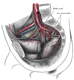 Ovarian fossa Picture