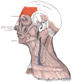 Frontalis Picture