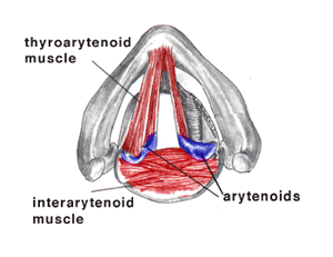 Thyroarytenoid Picture