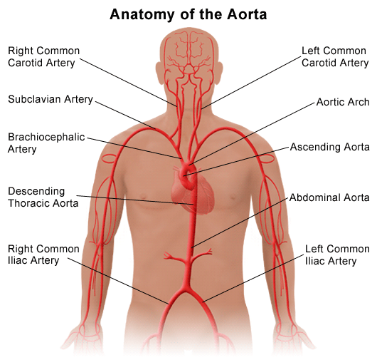 Aortic arch Picture