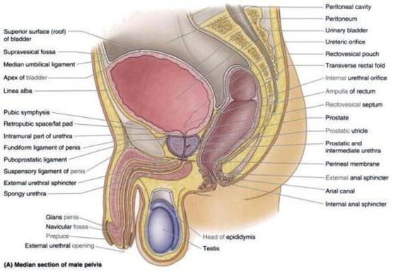 Apex of urinary bladder Picture