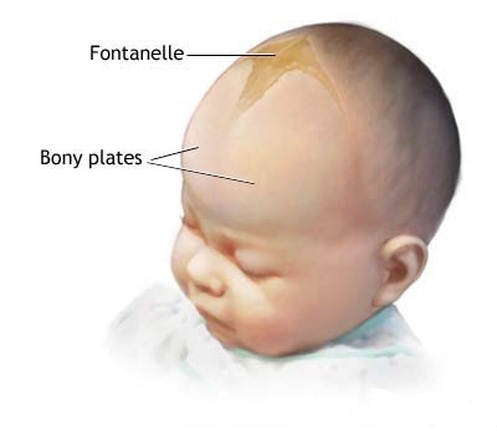 fontanelle anterior fontanel fontanelles baby head cranial posterior closure fontanels sutures skull bulging location bones months early sunken position