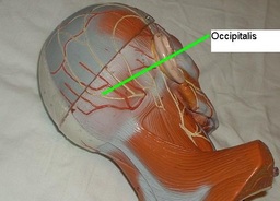 Picture of Occipitalis Location