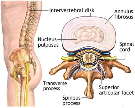 Annulus fibrosus disci intervertebralis Image
