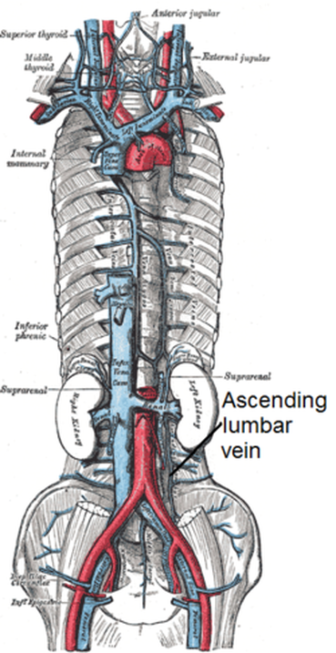 Ascending lumbar vein Image