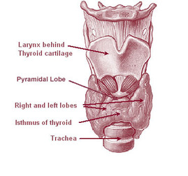 Thyroid isthmus Picture
