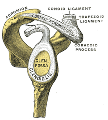 Conoid ligament Picture