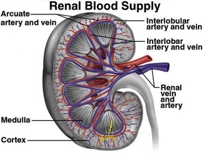 Picture of Arcuate arteries of the kidney