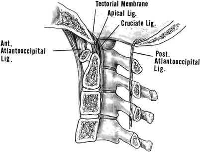 Apical ligament Image