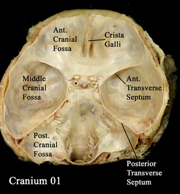 Anterior cranial fossa Image
