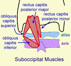 Capitis muscles Image