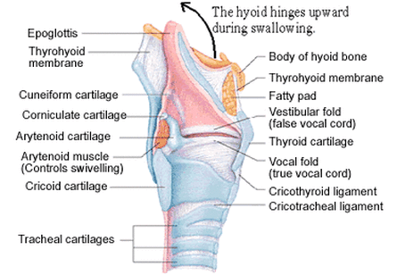 Cuneiform cartilage Image