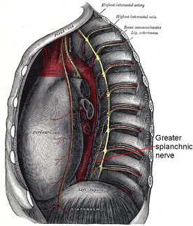 Thoracic Splanchnic Nerves Picture