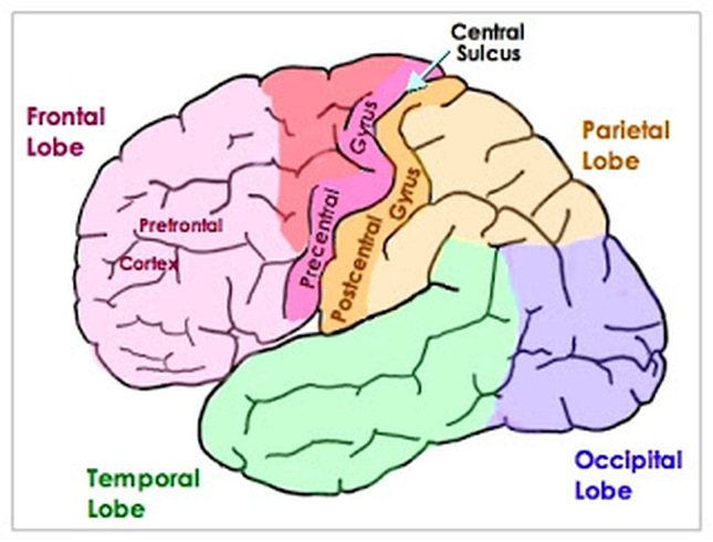 Cerebral sulcus Picture