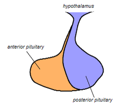 Adenohypophysis Picture