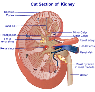 Renal papilla Picture