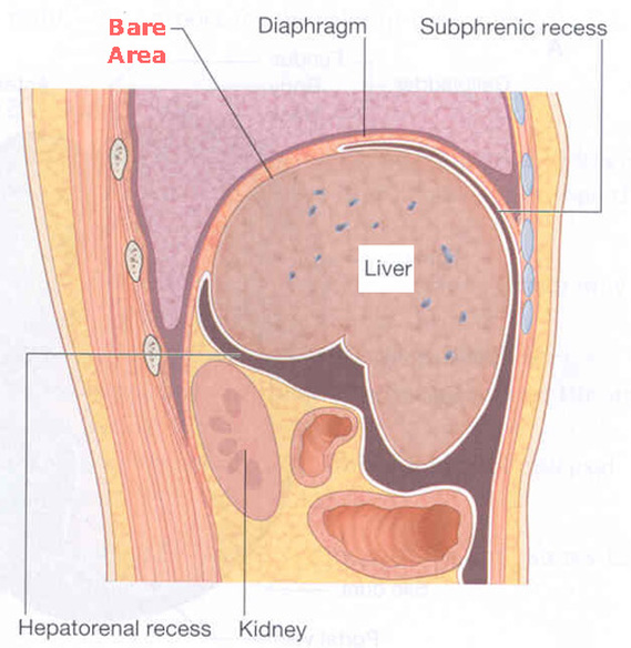 Bare area of the liver Picture