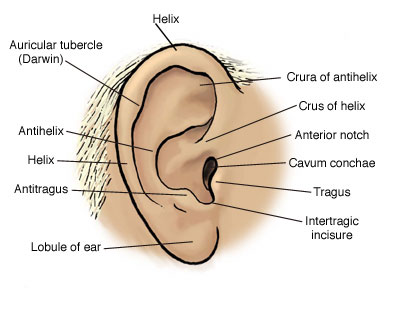 External ear Image