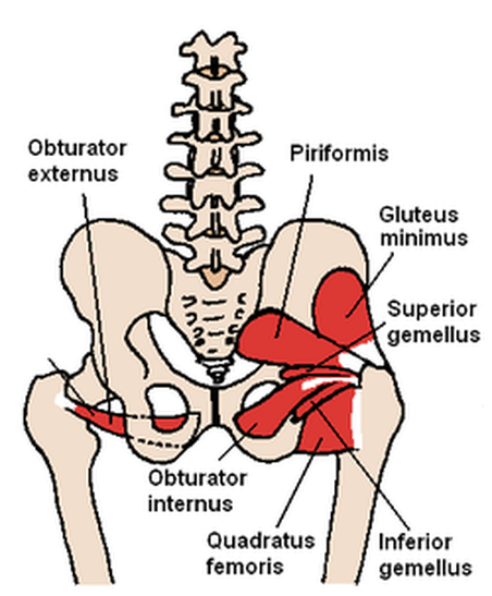 Deep hip rotator muscles Picture