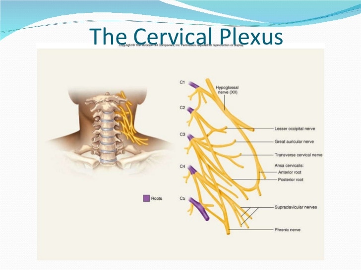 Cervical Plexus Anatomy, Function, Injury, Complications and Diagram