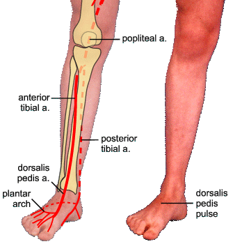 dorsalis pedis artery
