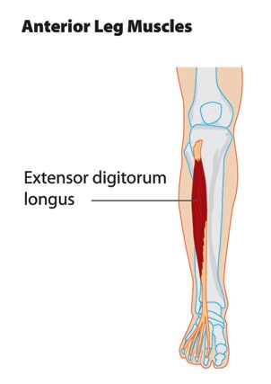 Muscle long extenseur des orteils — Wikipédia