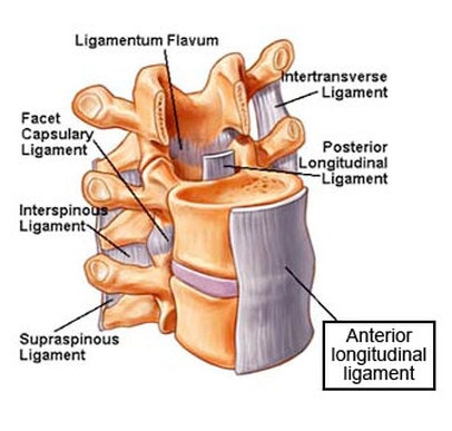 Anterior longitudinal ligament Image