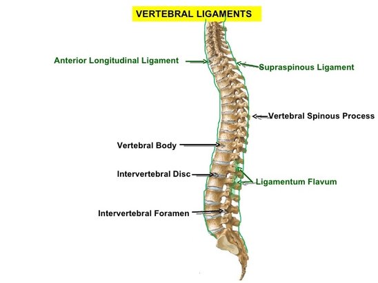 Anterior longitudinal ligament Picture