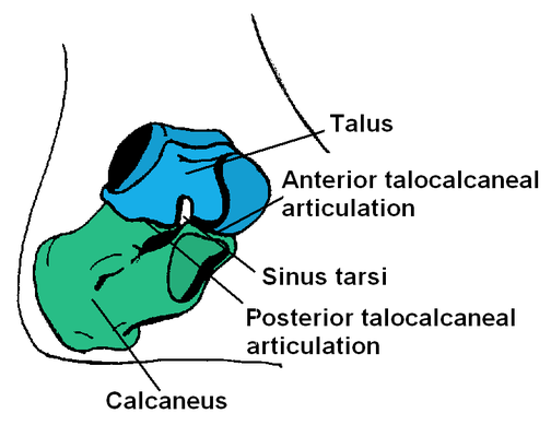 Anterior talar articular surface Picture