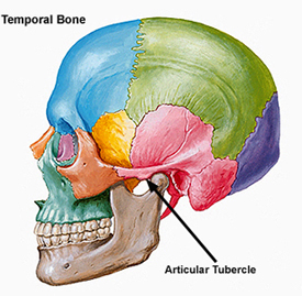 Articular tubercle Image