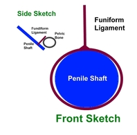 Fundiform ligament of Penis Image